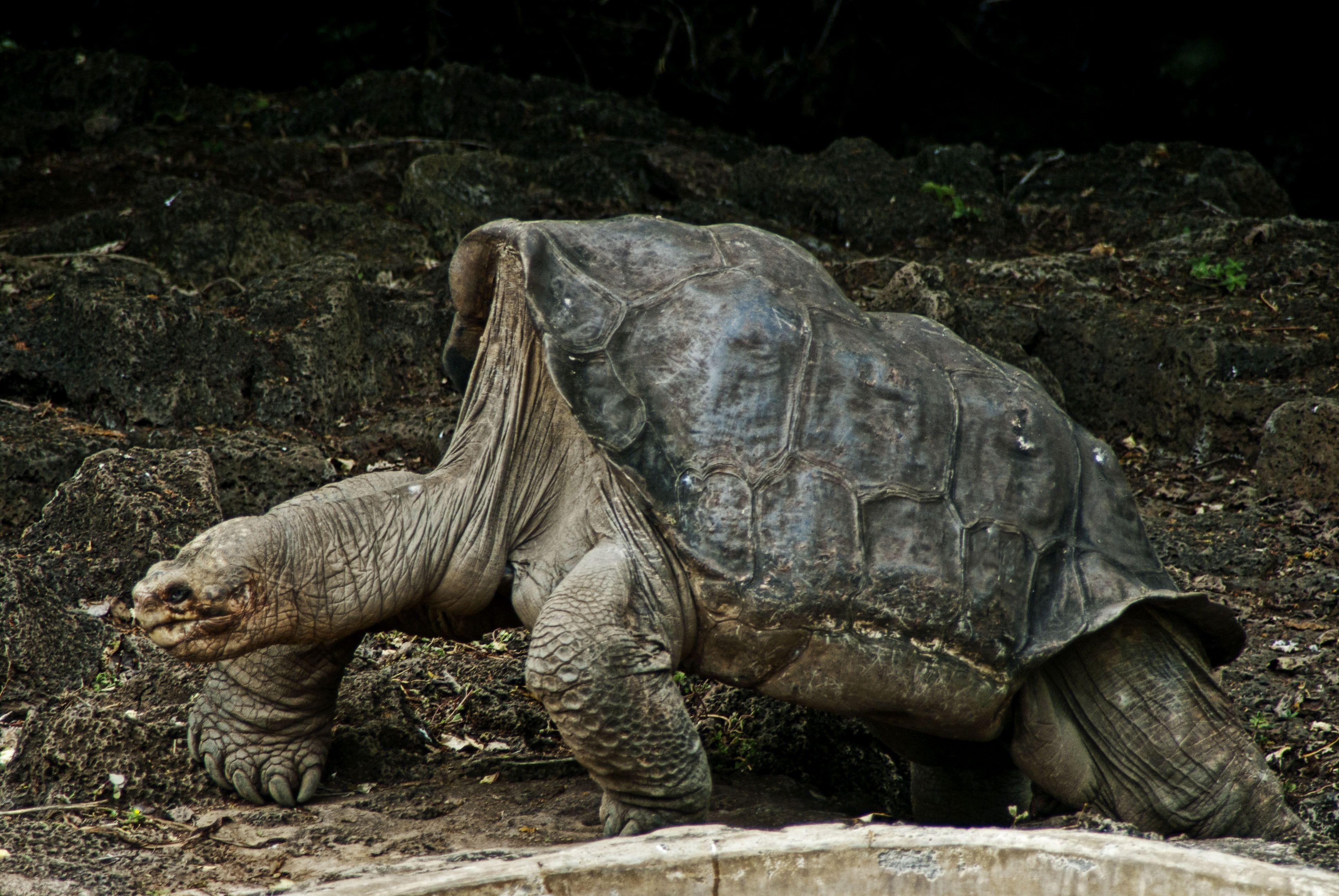 3880x2600 Pinta Island Tortoise Computer Wallpaper, Desktop Background, Desktop