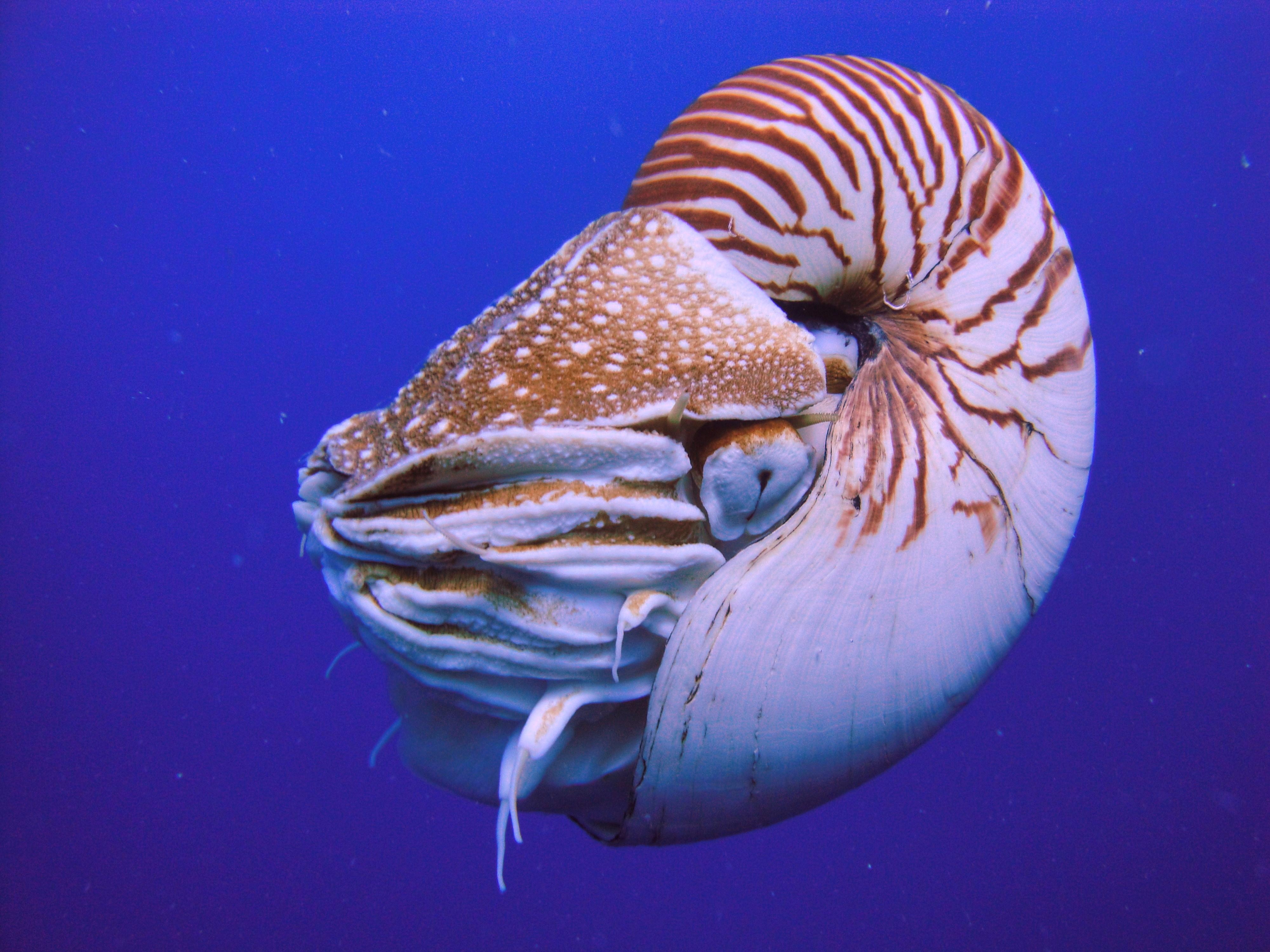 4000x3000 Nautilus, Desktop