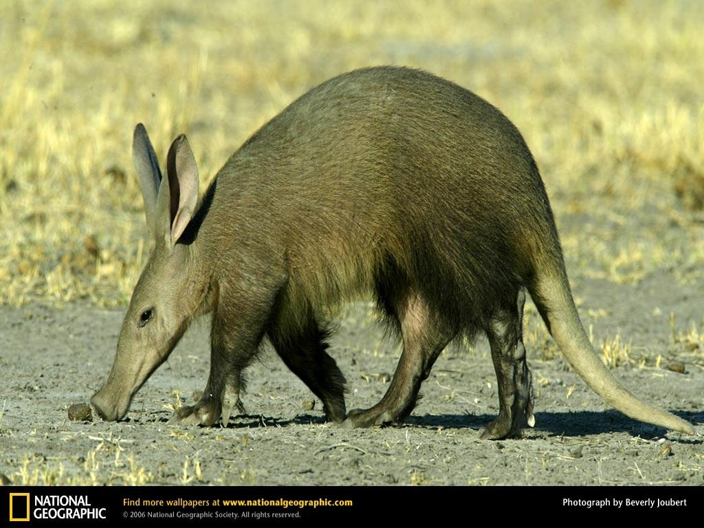 1030x770 aardvark Wallpaper, Desktop