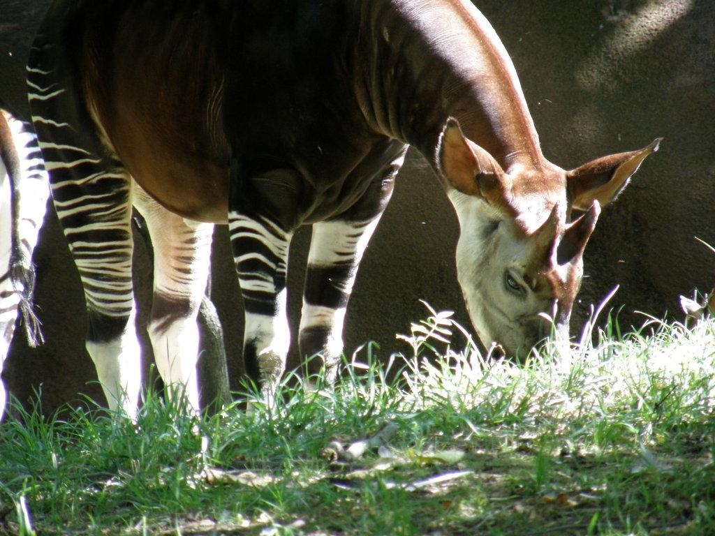 1030x770 Okapi Wallpaper. Okapi Wallpaper, Desktop