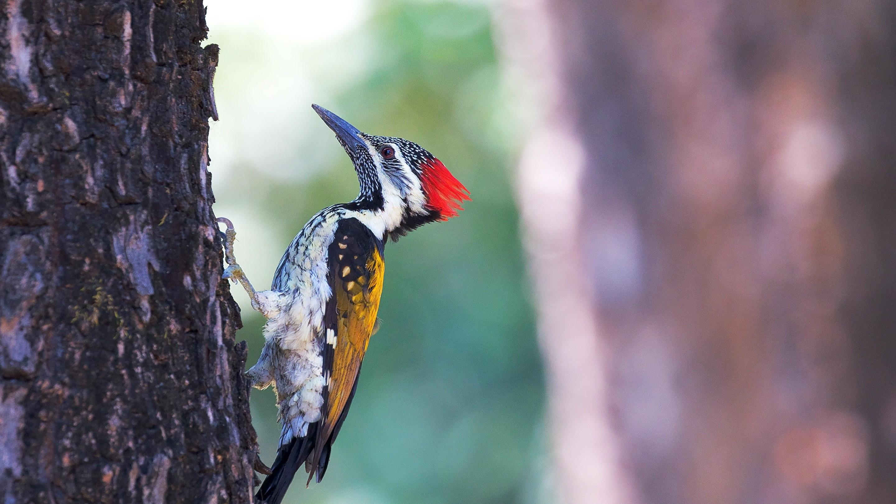 2880x1620 Bird Woodpecker on Tree Nature HD Wallpaper, Desktop