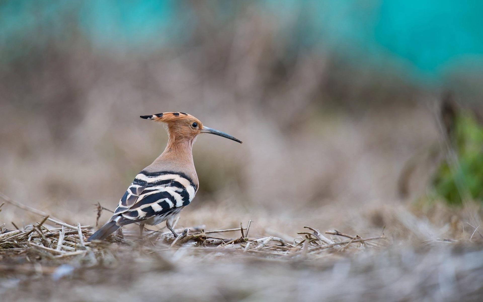 1920x1200 Hoopoe Wallpaper HD, Desktop