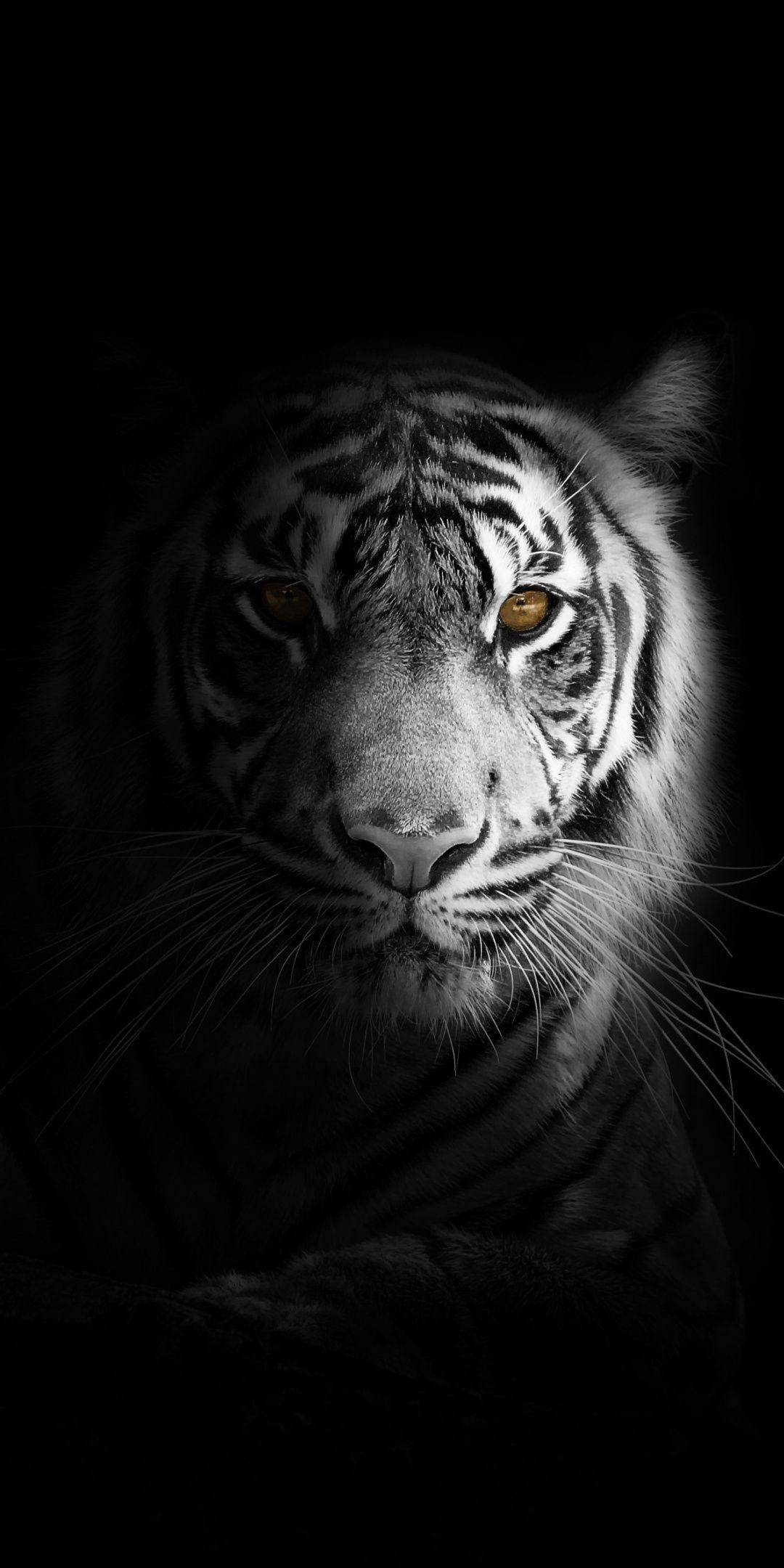 1080x2160 Portrait, minimal, white tiger, dark Wallpaper #darkwallpaperiphone Portrait, minimal, white tiger, da. Tiger wallpaper, Tiger photography, Tiger wallpaper iphone, Phone