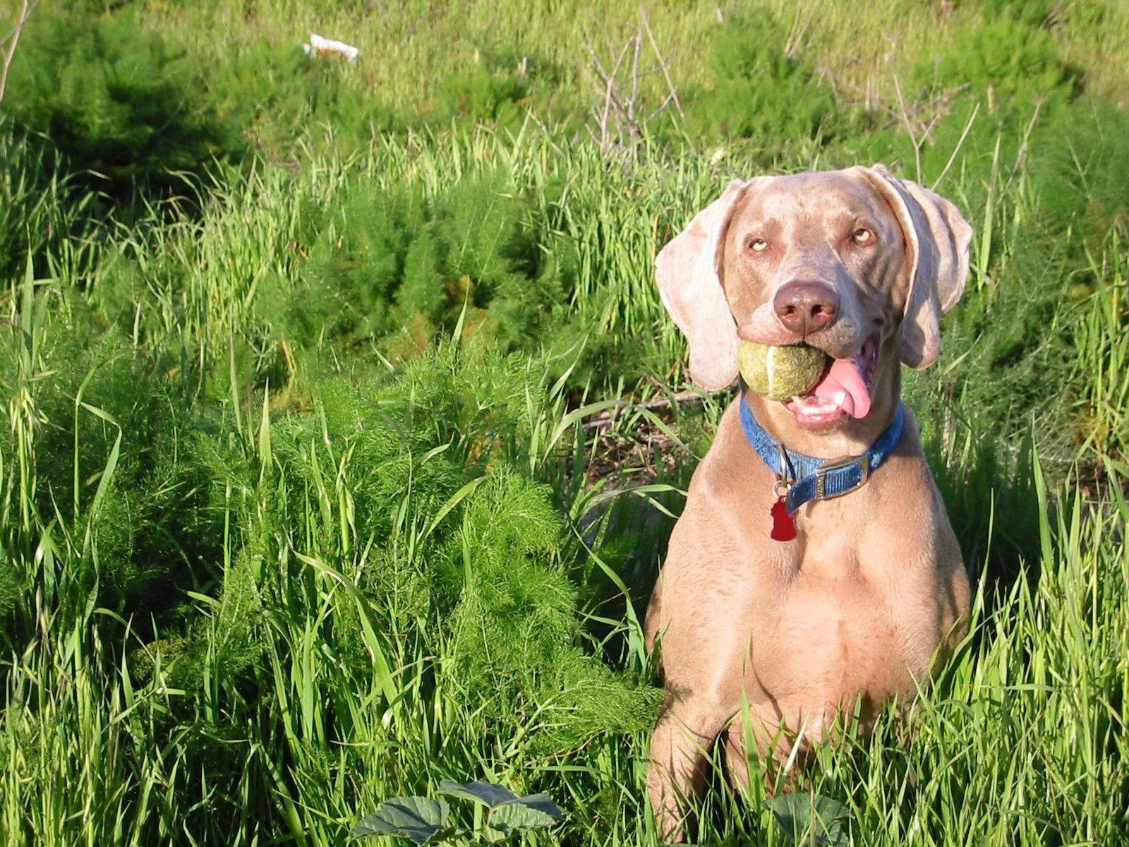 1600x1200 Weimaraner Wiki 190 Dog Wallpaper The Dog Wallpaper, Desktop