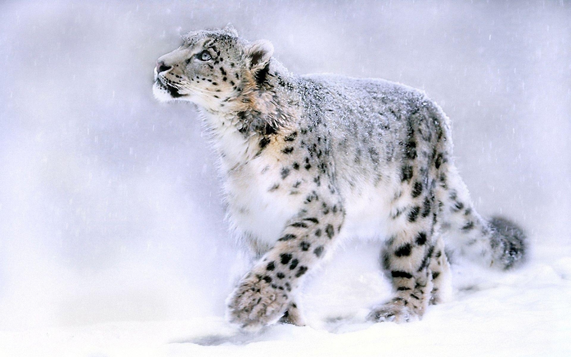 1920x1200 Snow Leopard HD Wallpaper, Desktop