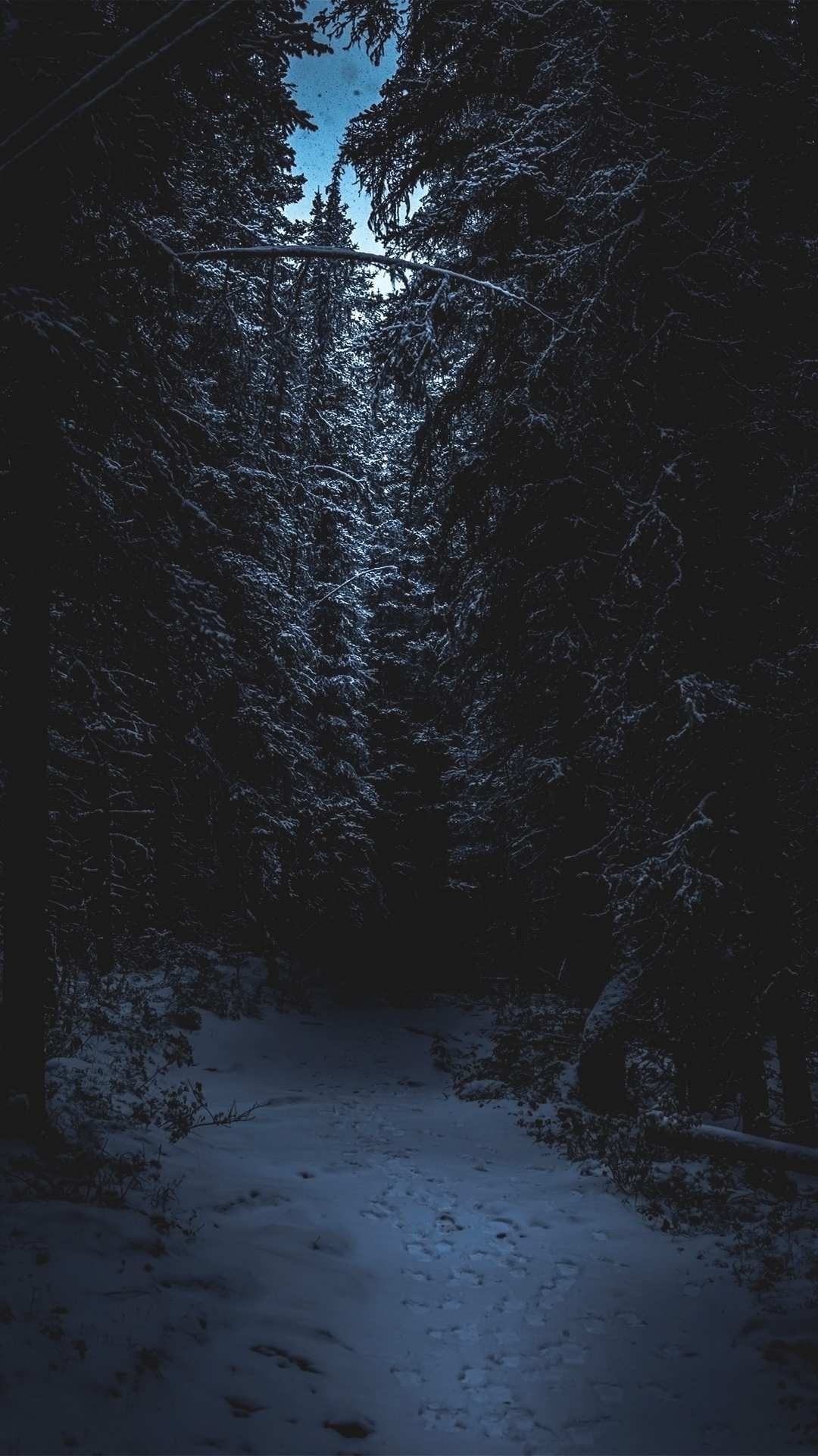 1080x1920 Winter Forest Snow iPhone Wallpaper. Snow forest, Snow wallpaper, Phone