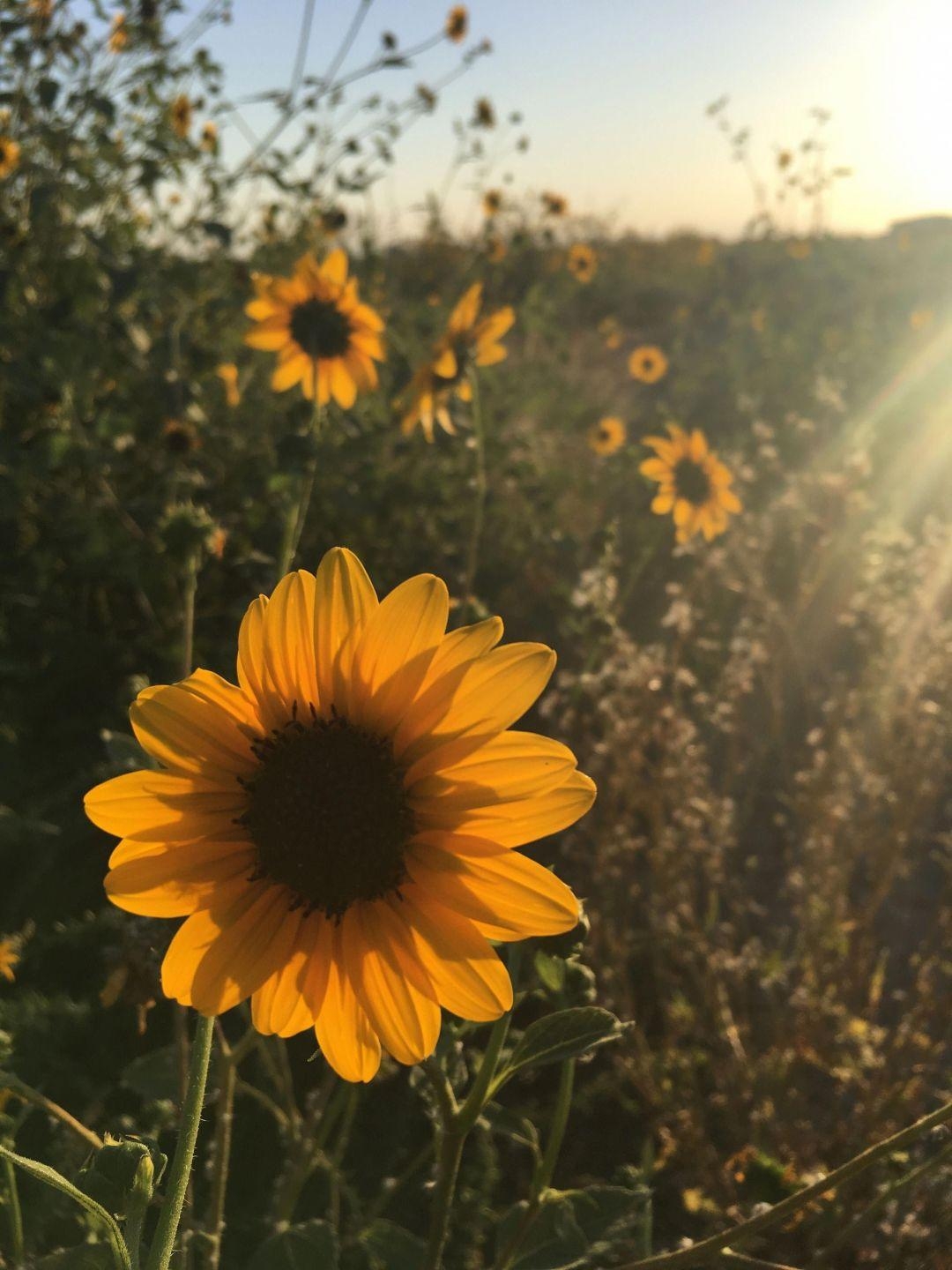 1080x1440 Yellow Aesthetic Sunflowers, iPhone, Phone