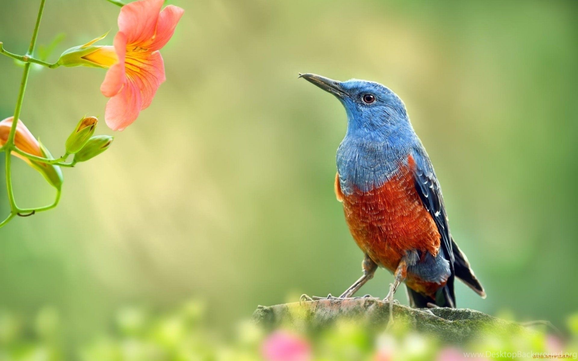 1920x1200 Spring Bird Flowers Bokeh Branch Birds Free Desktop Wallpaper, Desktop