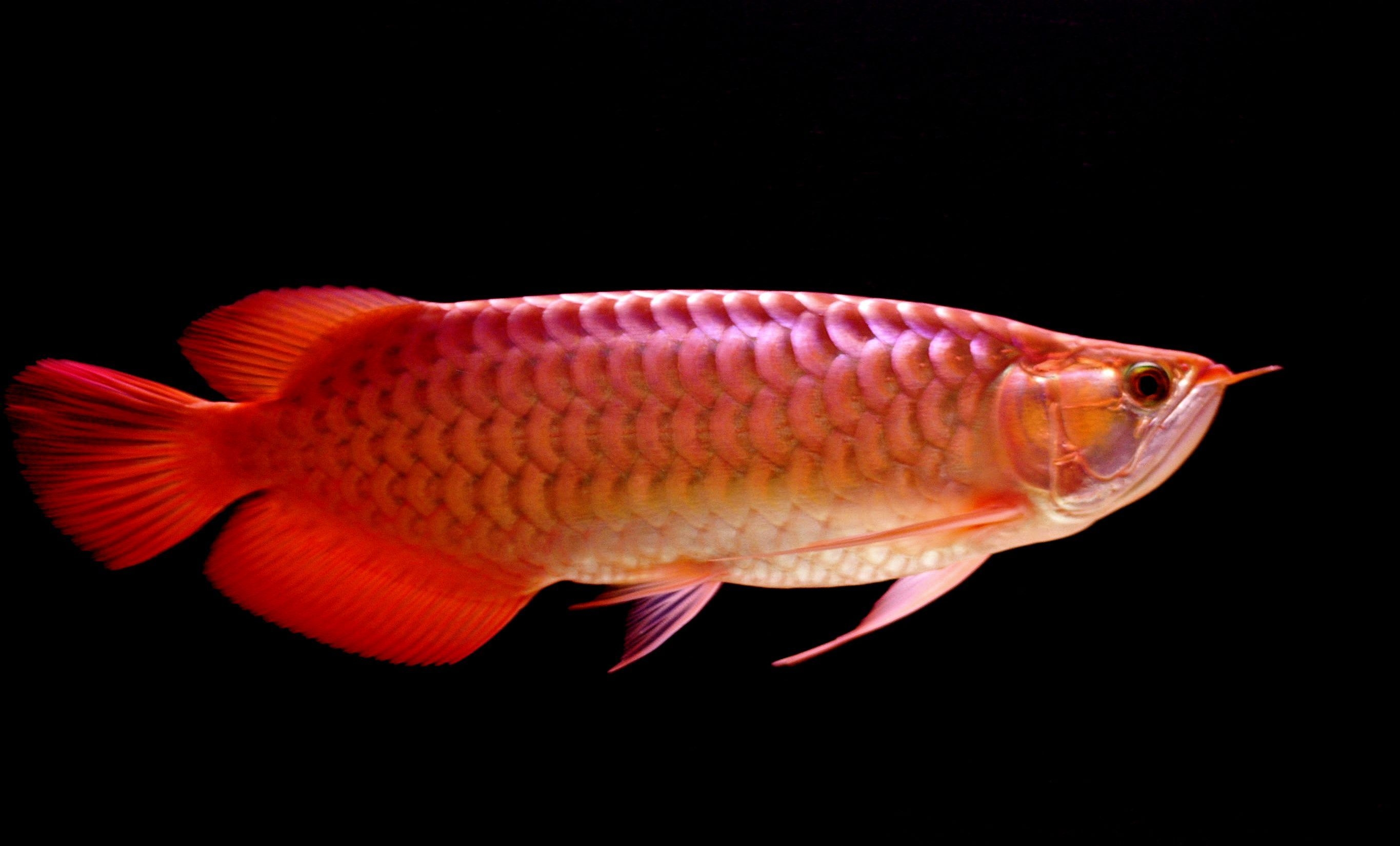 2730x1650 Arowana Wallpaper Free Arowana Background, Desktop