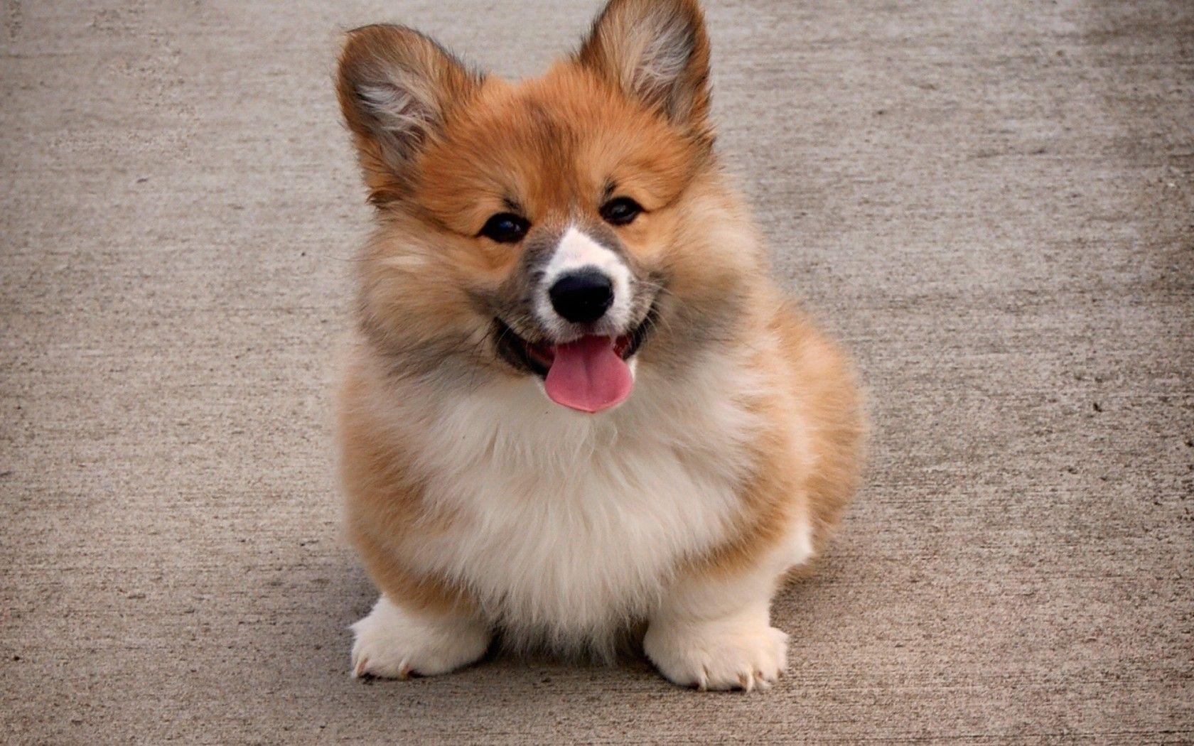 1680x1050 Download  Welsh Corgi, Tongue, Adorable, Fluffy, Puppy, Desktop