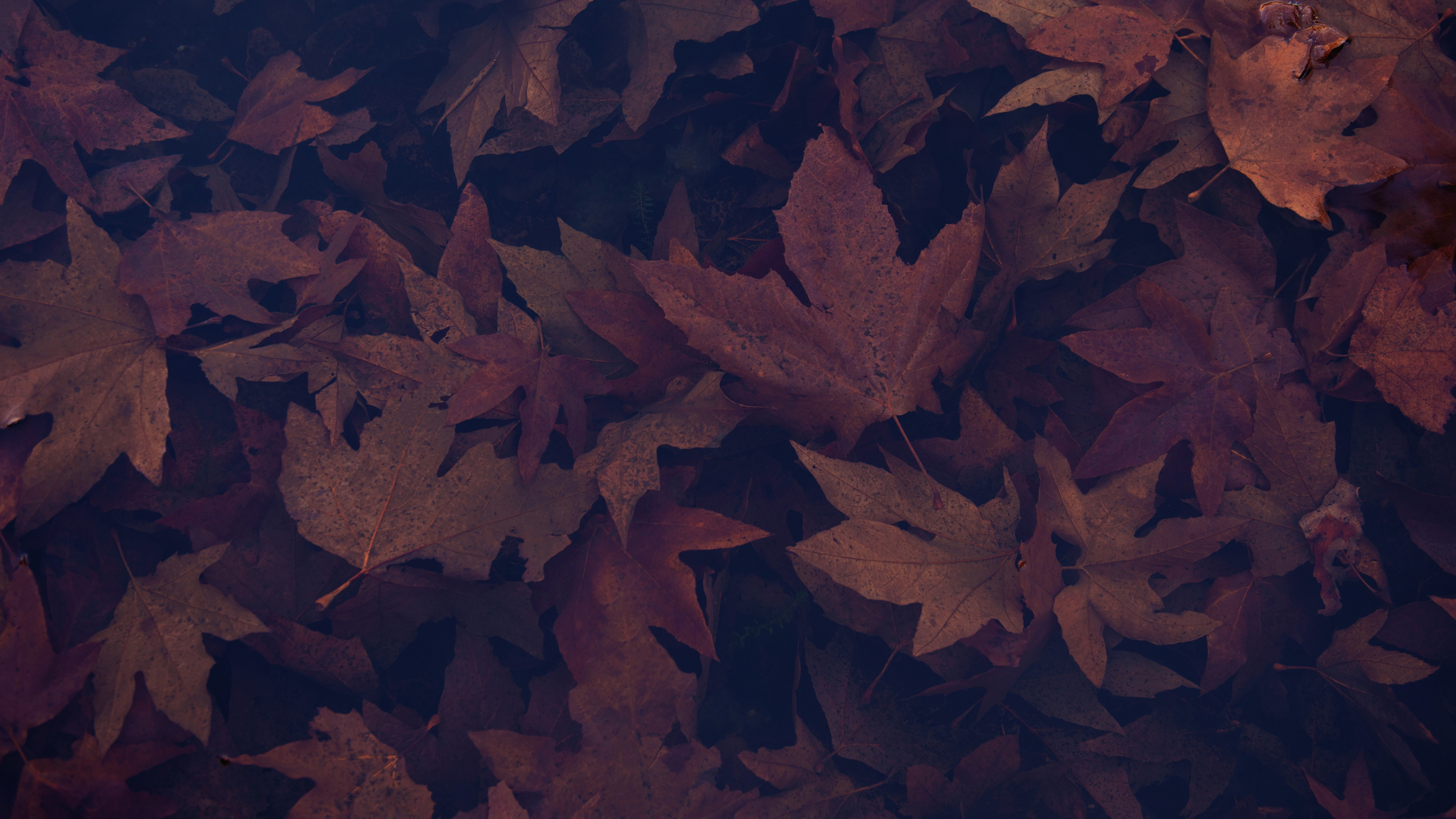 3840x2160 Download  wallpaper dark, portrait, maple leaves, autumn, 4k, uhd 16: widescreen,  HD image, background, 17858, Desktop