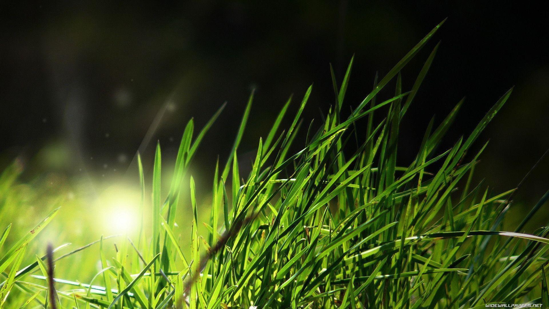 1920x1080 Grass wallpaper 150753, Desktop