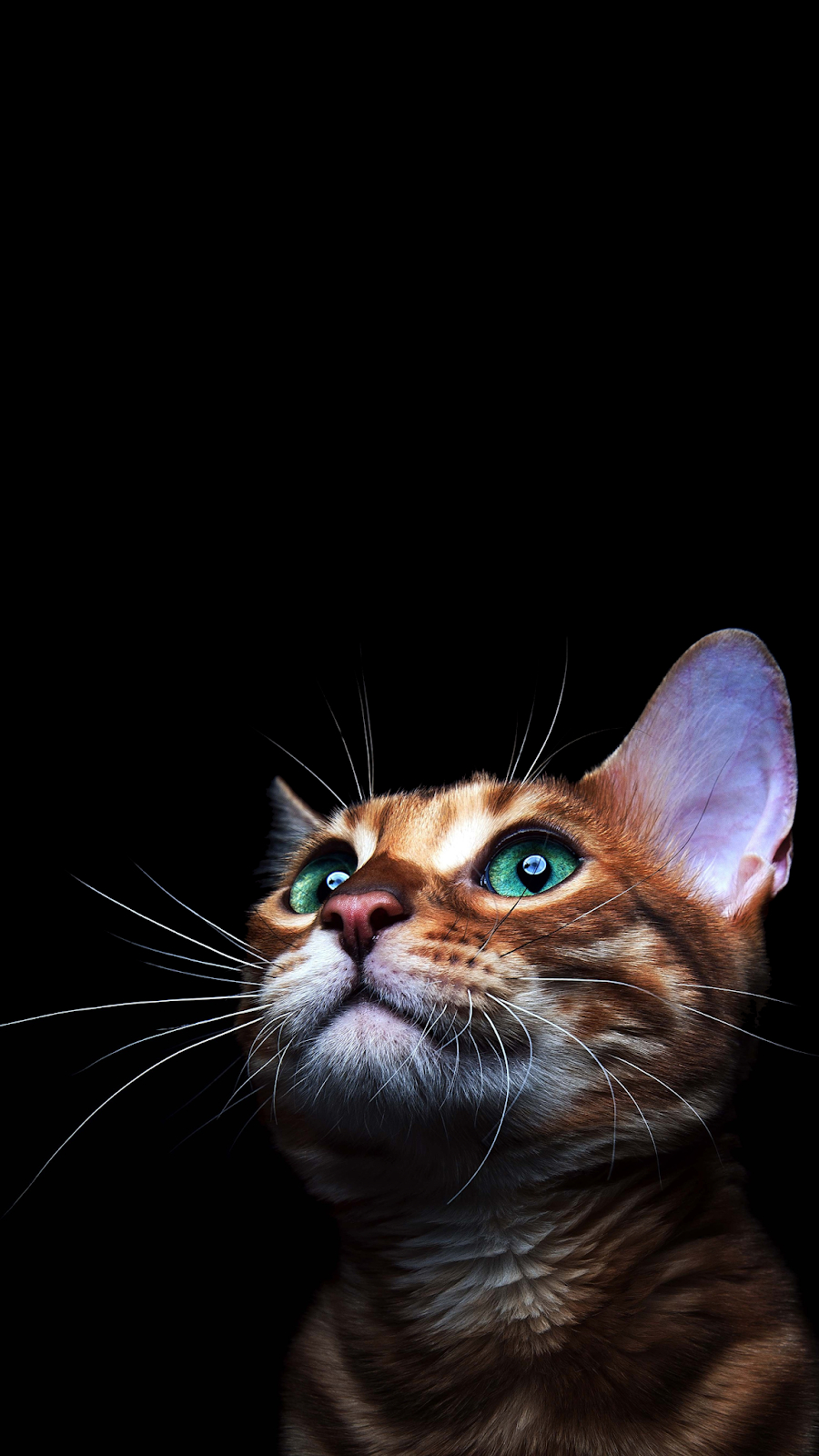 900x1600 4K CAT AMOLED PHONE WALLPAPER. Ilustrasi karakter, Kucing cantik, Hewan, Phone