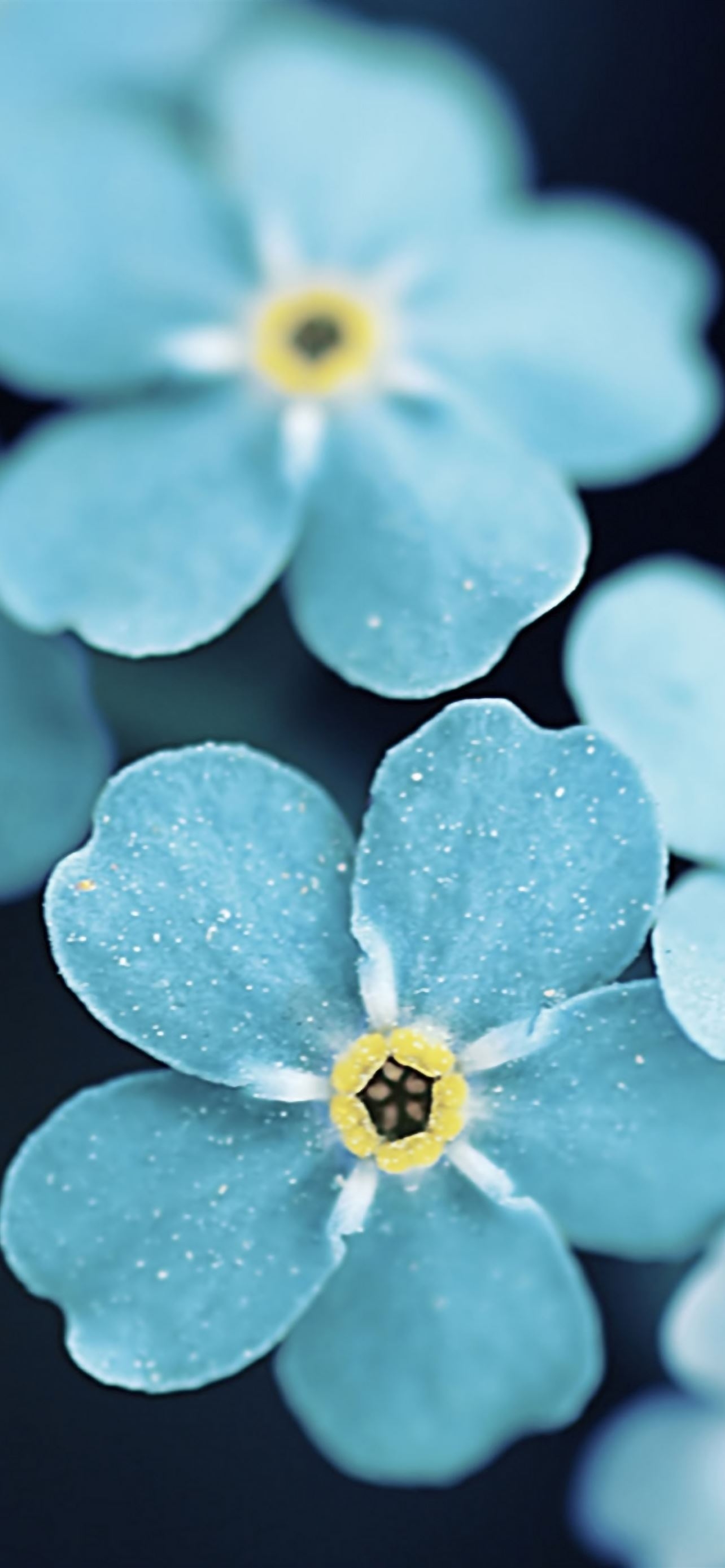 1290x2780 Forget Me Blue Flowers iPhone Wallpaper Free Download, Phone