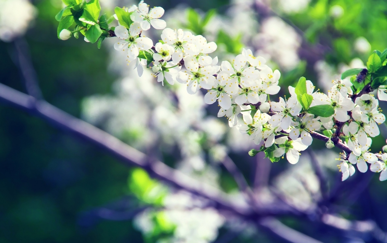 1280x810 Apple Flower Tree wallpaper. Apple Flower Tree, Desktop