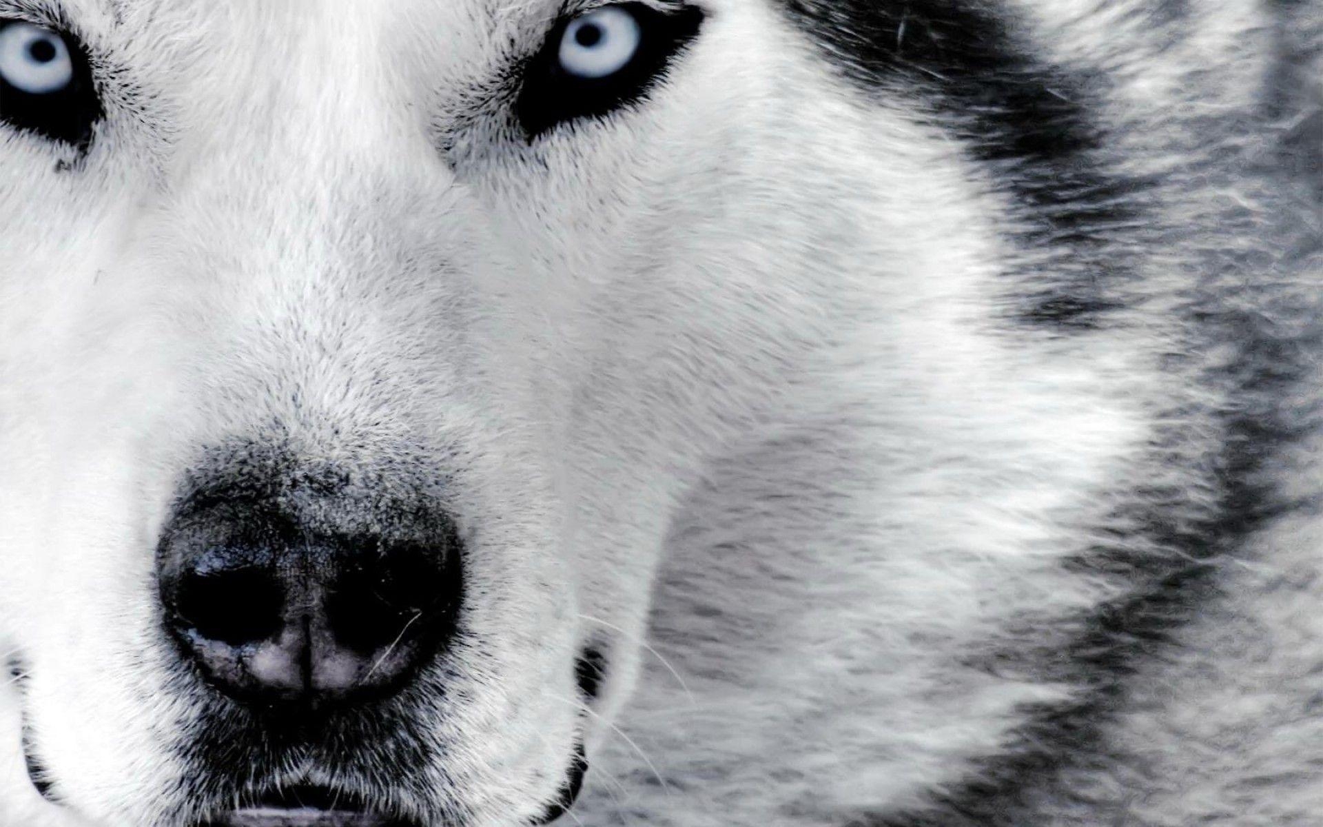 1920x1200 Wolf Wallpaper Black And White Image & Picture, Desktop