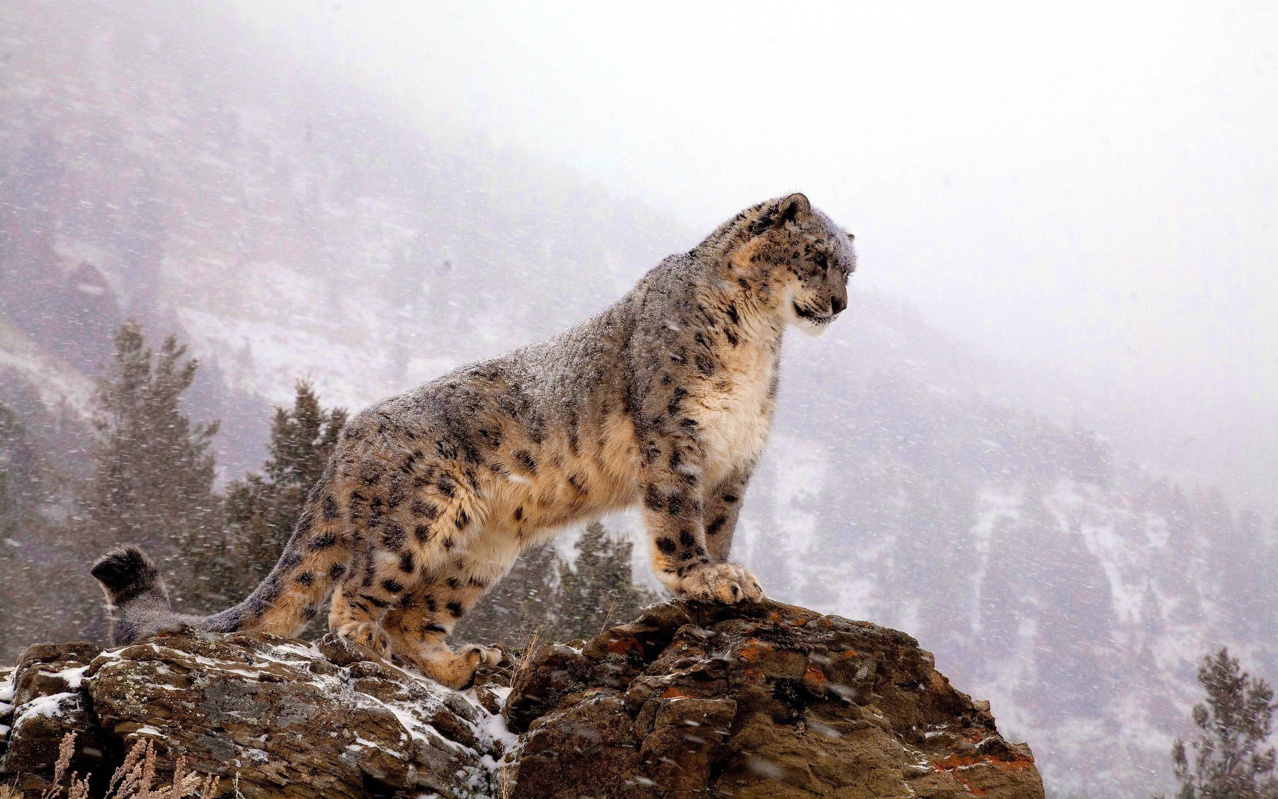 2560x1600 Snow Leopard Wallpaper Wallpaper Inn, Desktop