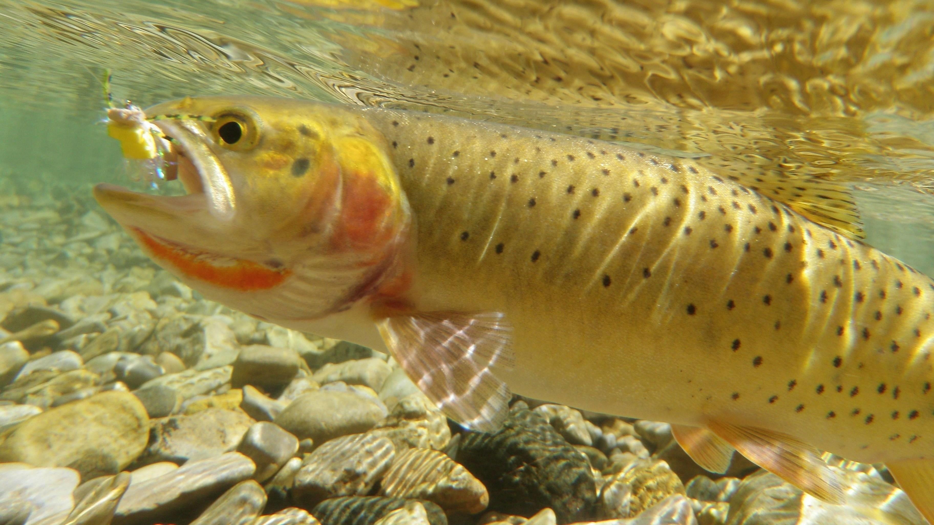 3650x2060 Rainbow Trout Wallpaper, Desktop