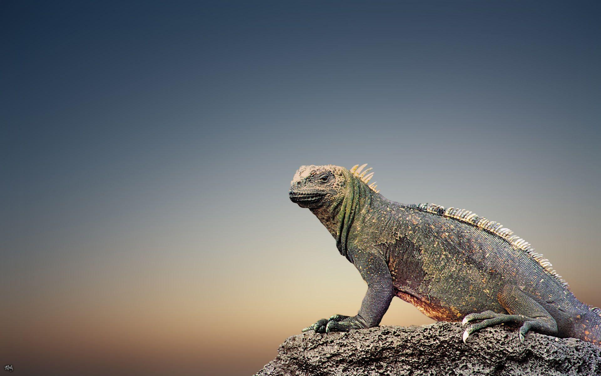 1920x1200 Free Wallpaper iguana wallpaper, Desktop