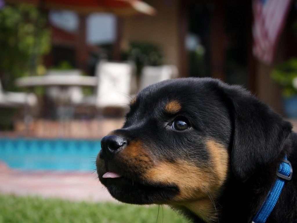 1030x770 Adorable Small Rottweiler Puppy Wallpaper, Desktop