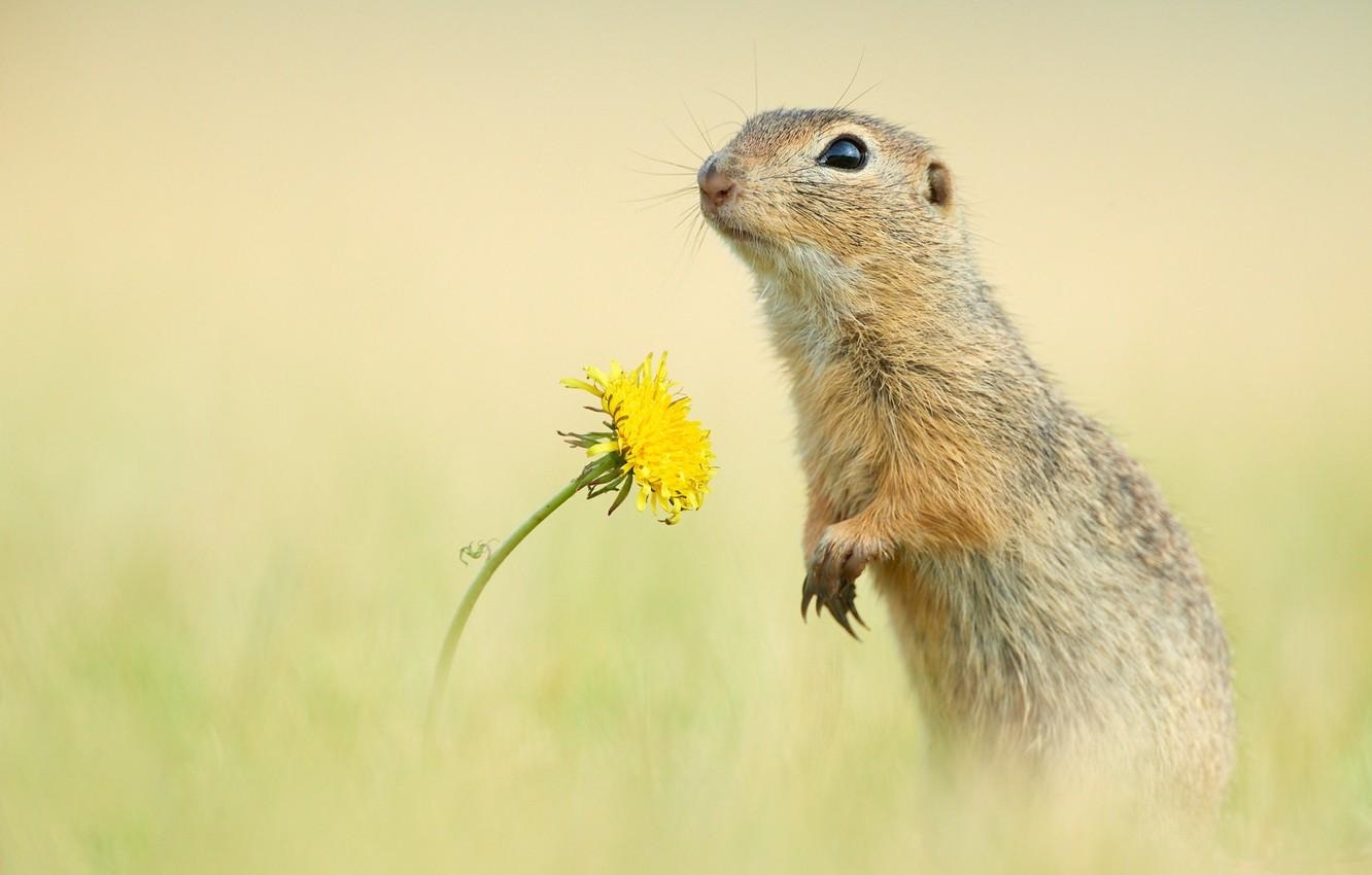 1340x850 Wallpaper flower, background, dandelion, rodent, Gopher, Desktop