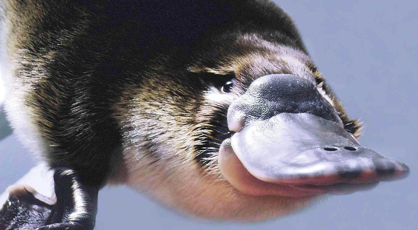 1400x770 Platypus Wallpaper, Desktop