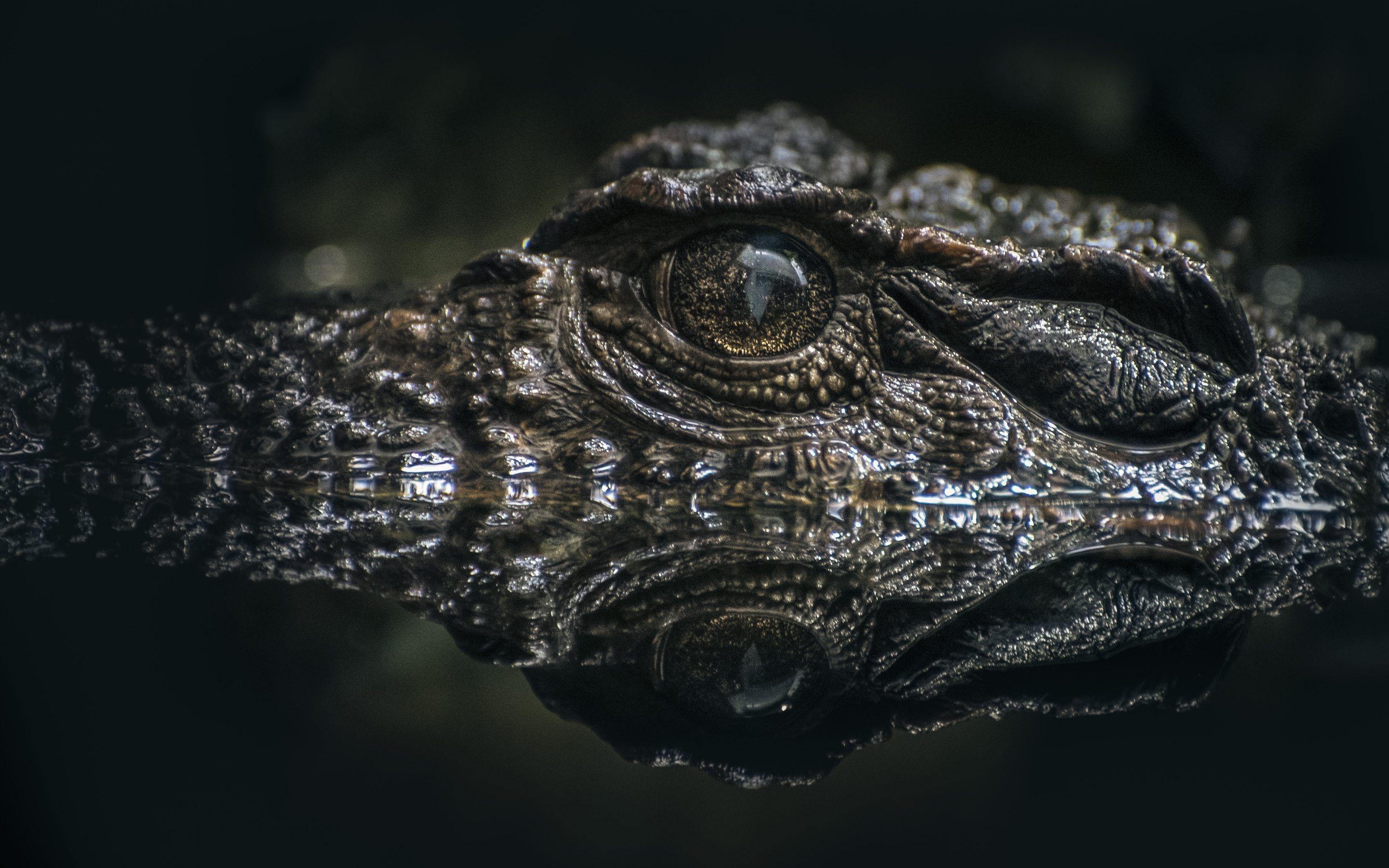 2880x1800 4K Crocodiles Wallpaper High Quality, Desktop