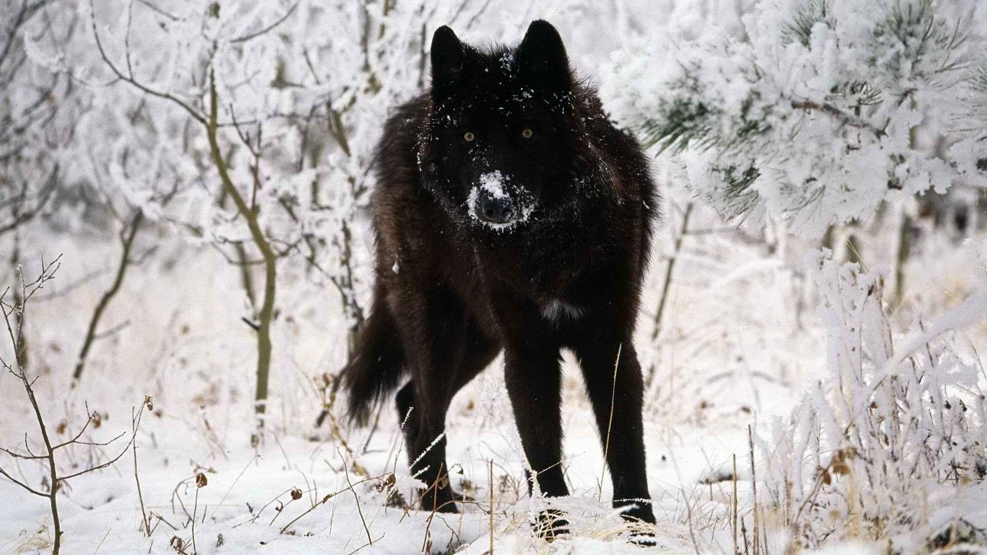 1920x1080 Timber Wolf Wallpaper, Desktop