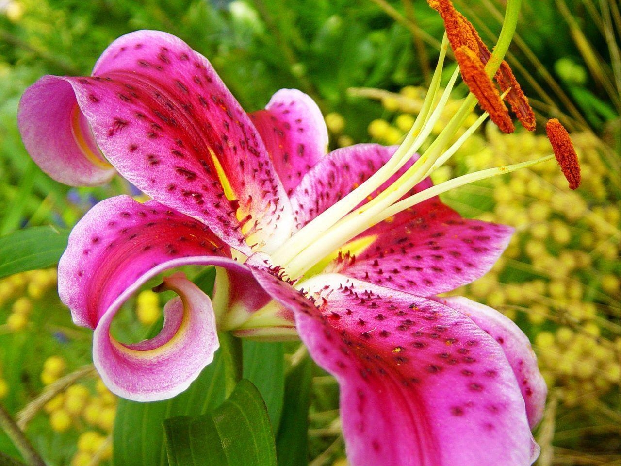 1280x960 Stargazer Lily Wallpaper. Stargazer Lily Picture, Desktop