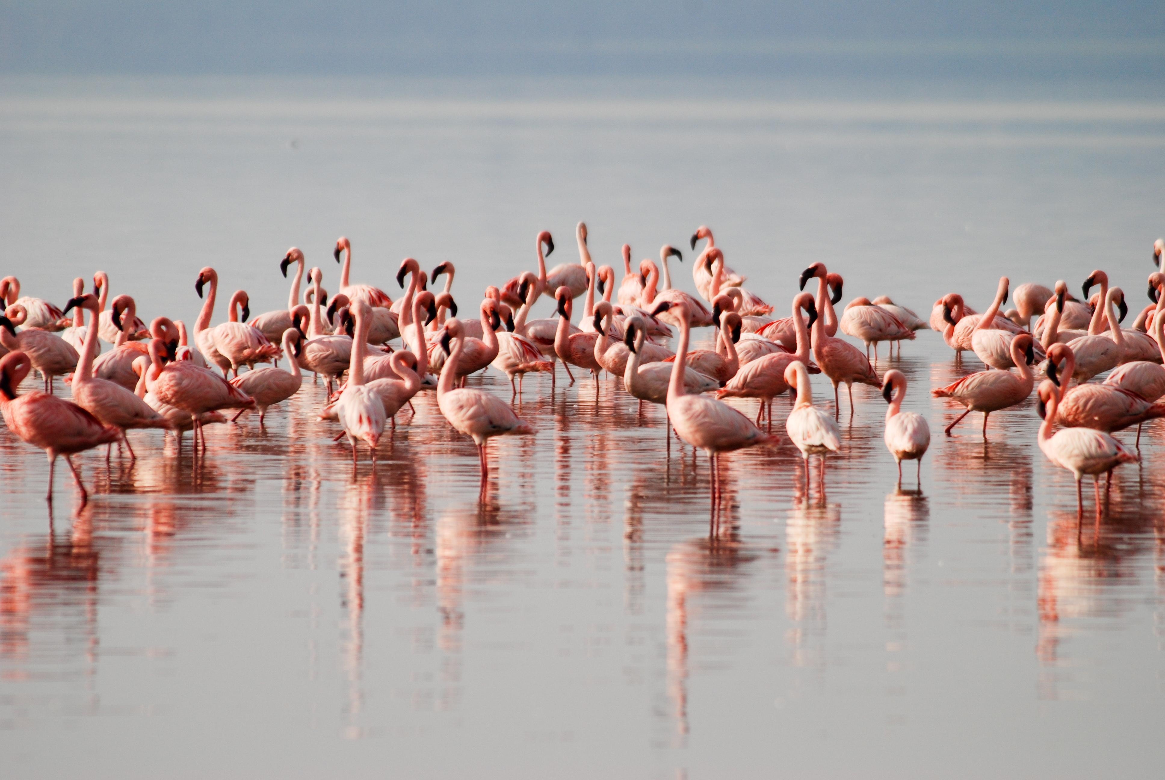 3880x2600 Colony of Flamingos at Lake Nakuru, Desktop