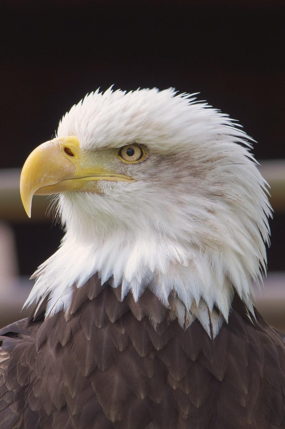 1000x1510 Eagle Picture. Download Free Image, Phone