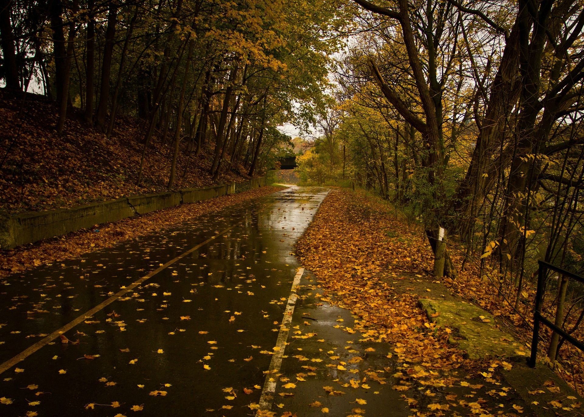 1920x1380 Wet Road Rainy Day Leaves Fall Autumn HD wallpaper, Desktop