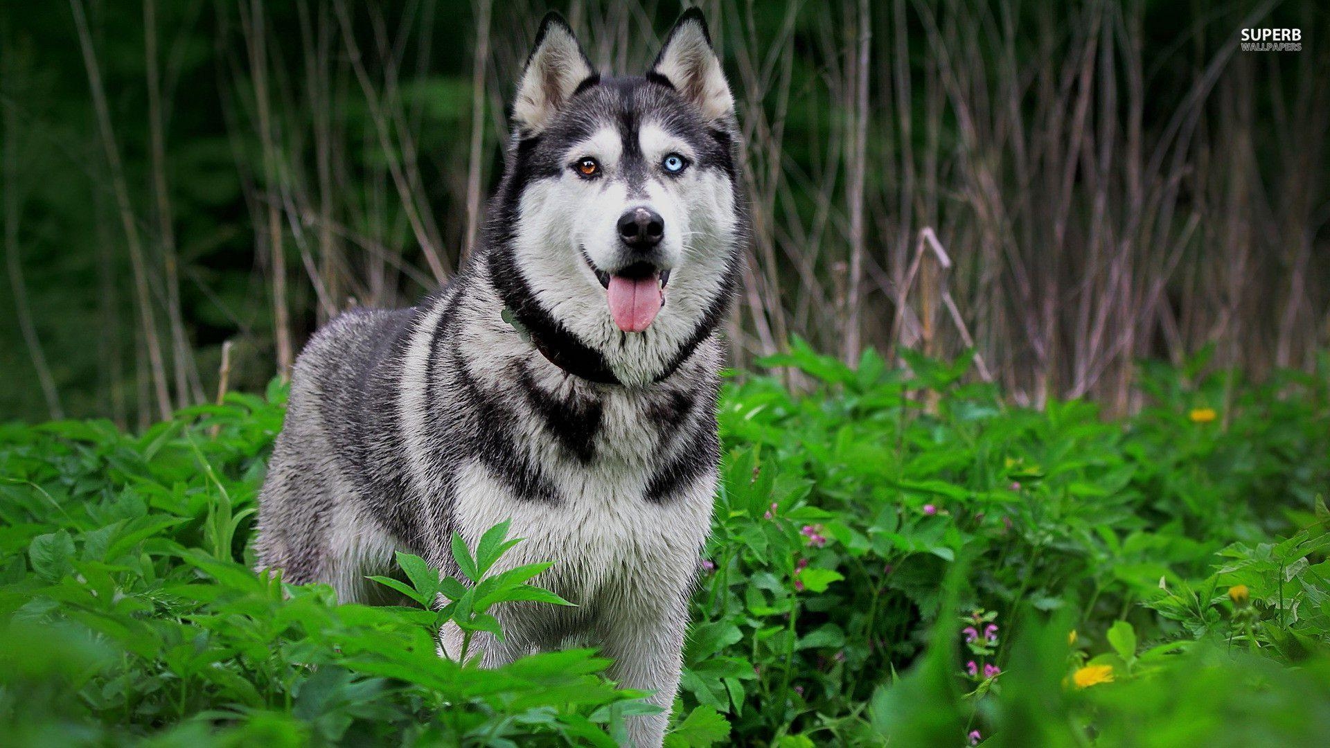 1920x1080 Husky wallpaper, Desktop