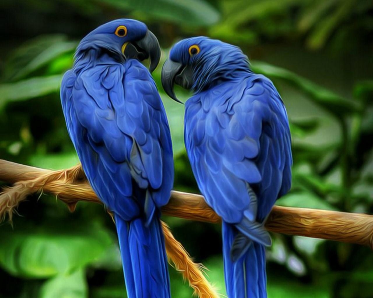 1280x1030 Hyacinth Macaw Wallpaper 22 X 1024, Desktop