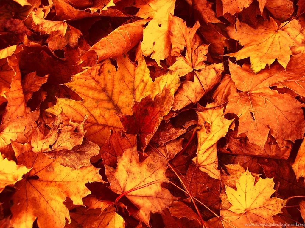 1030x770 Fall Leaves Wallpaper Picture Desktop Background, Desktop