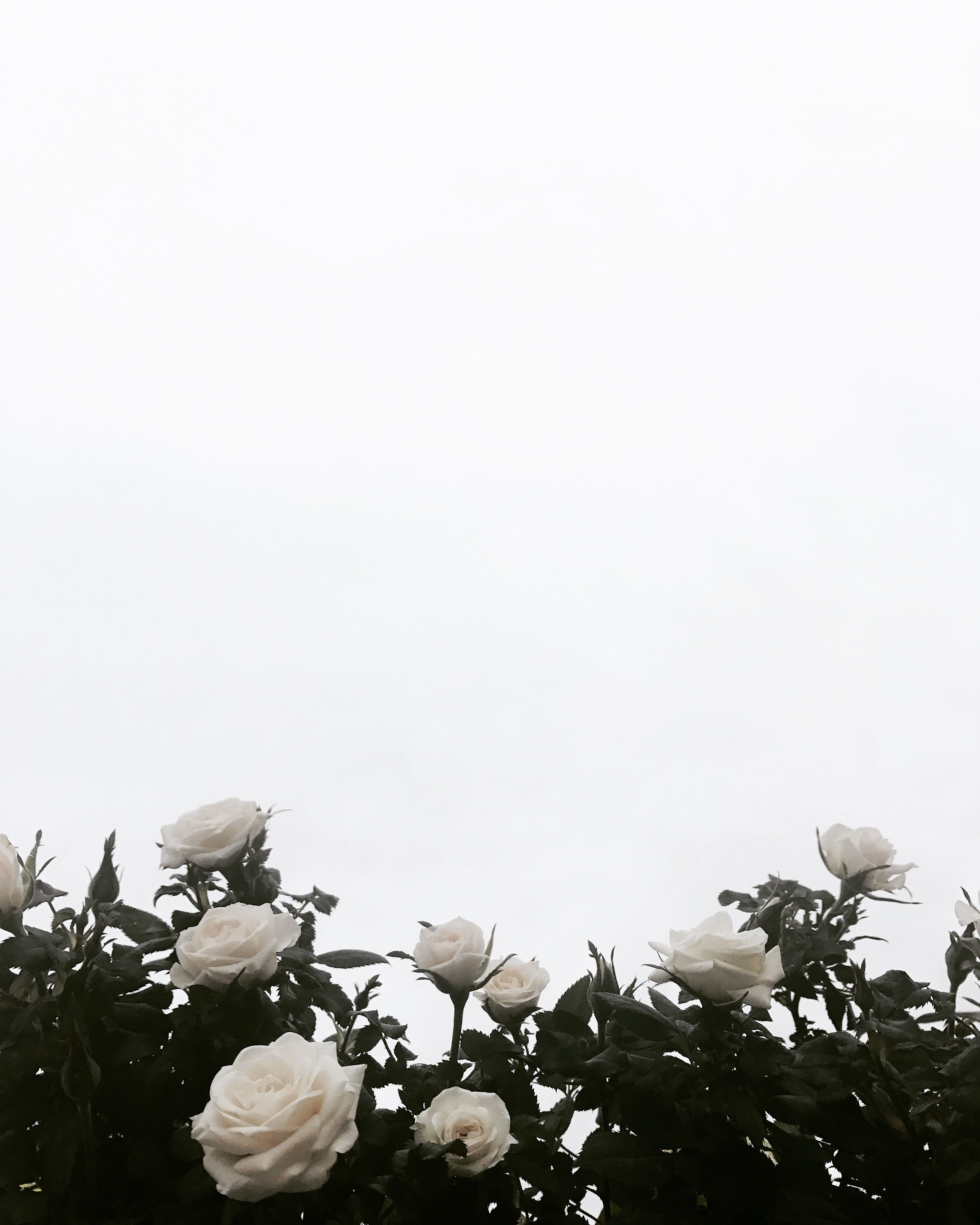 3030x3780 White roses background, Flower, Phone