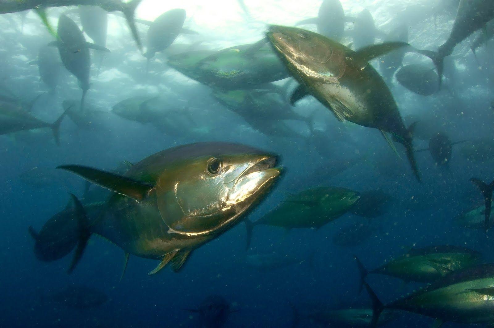 1600x1070 Two yellowfin tuna fishes desktop background wallpaper, Desktop