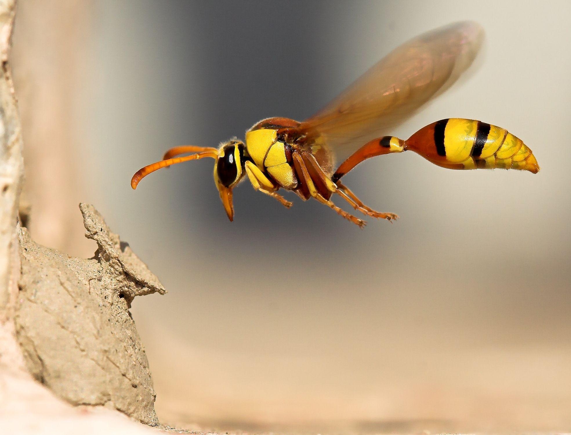 1970x1500 Wasp HD Wallpaper and Background Image, Desktop