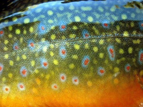 500x380 Cutthroat Trout Wallpaper, Desktop