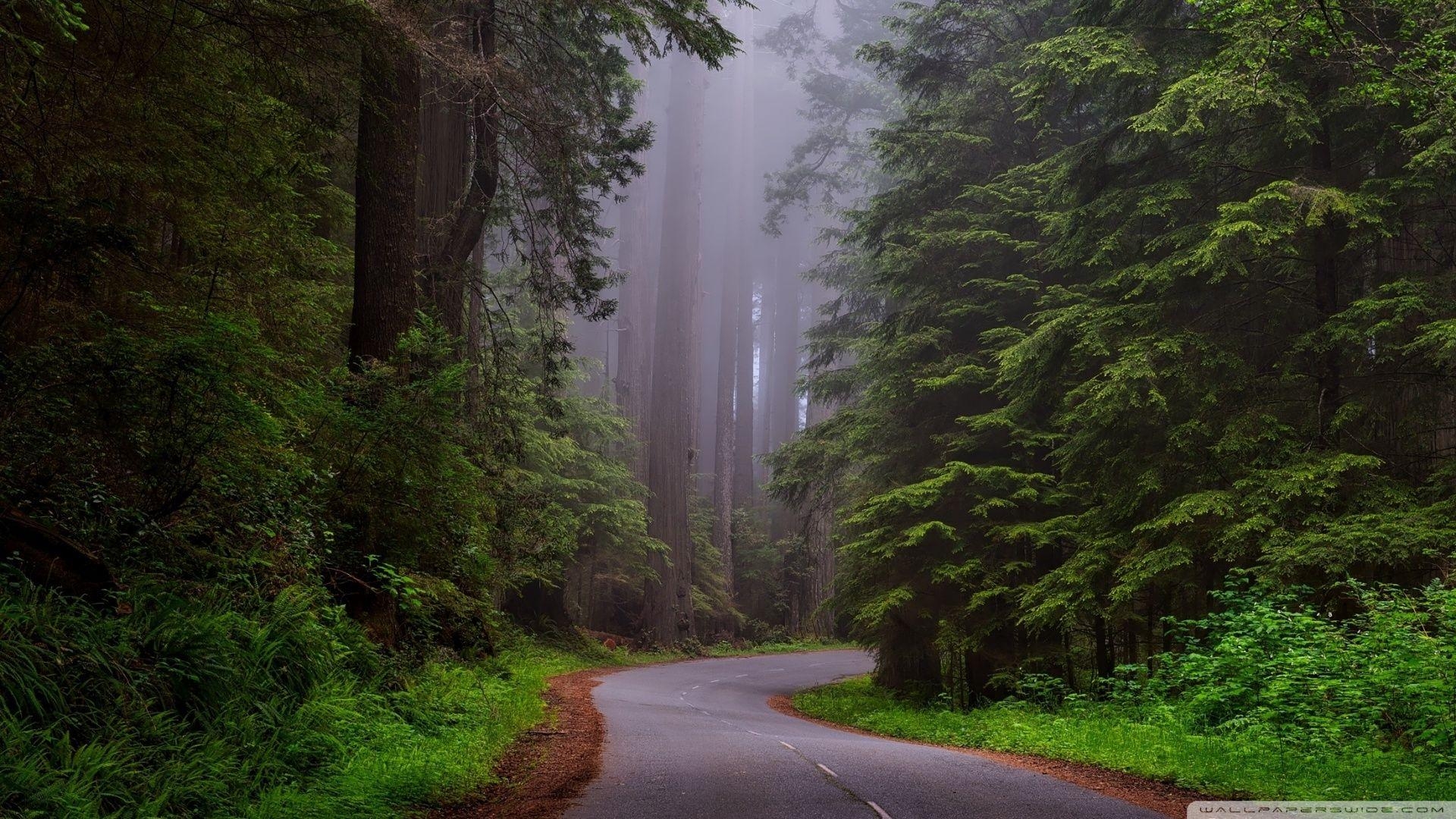 1920x1080 Redwood National Park, California HD desktop wallpaper, Desktop