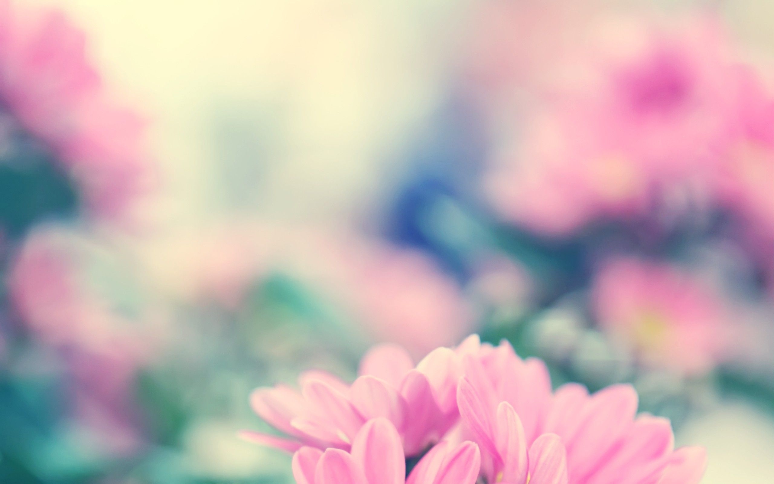 2560x1600 Spring Flowers desktop PC and Mac wallpaper, Desktop