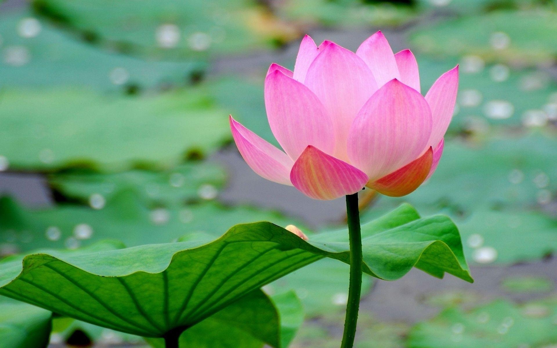 1920x1200 A Pink Water Lily in Flowers, Desktop