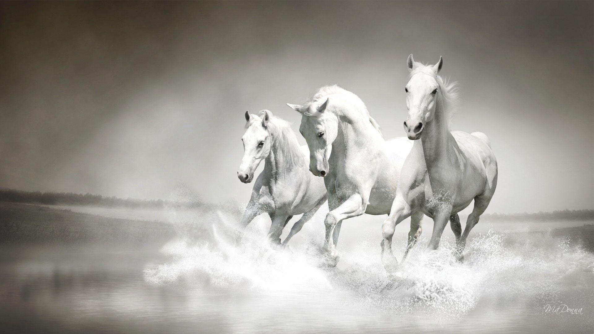 1920x1080 Running Horse Wallpaper High Resolution, Desktop