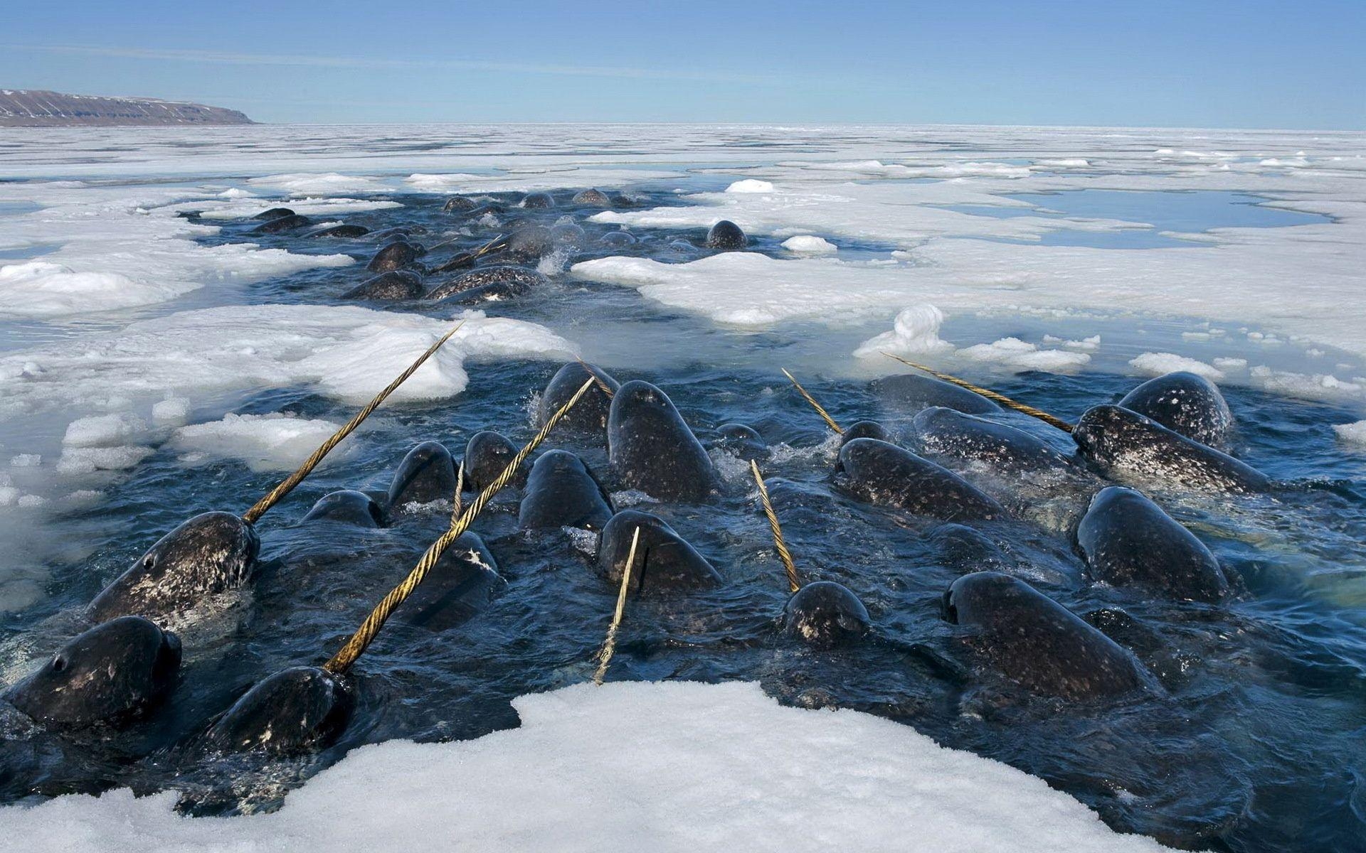 1920x1200 Narwhals HD Wallpaper, Desktop