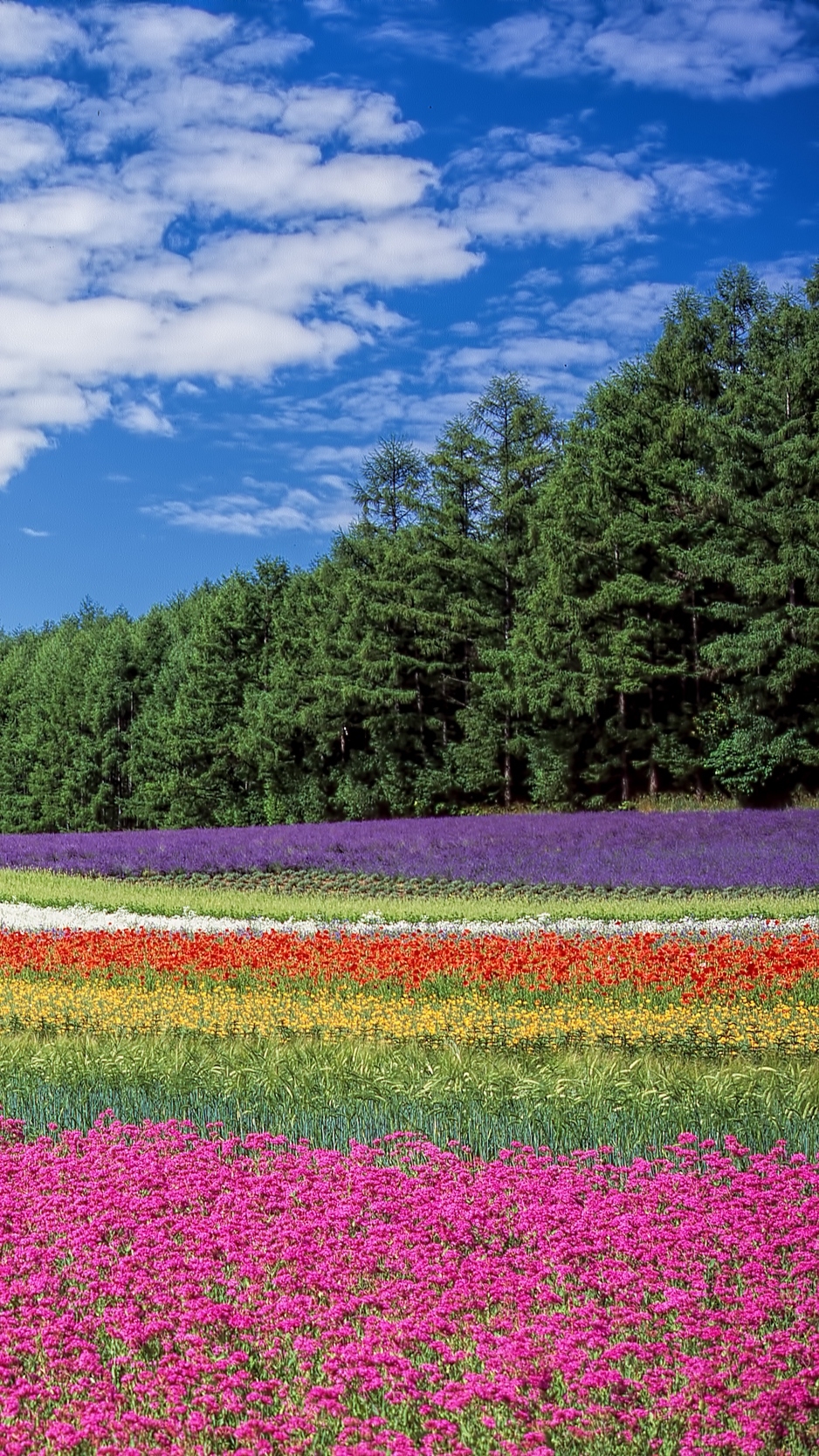 940x1670 Download wallpaper  hokkaido, japan, flowers, field iphone, Phone