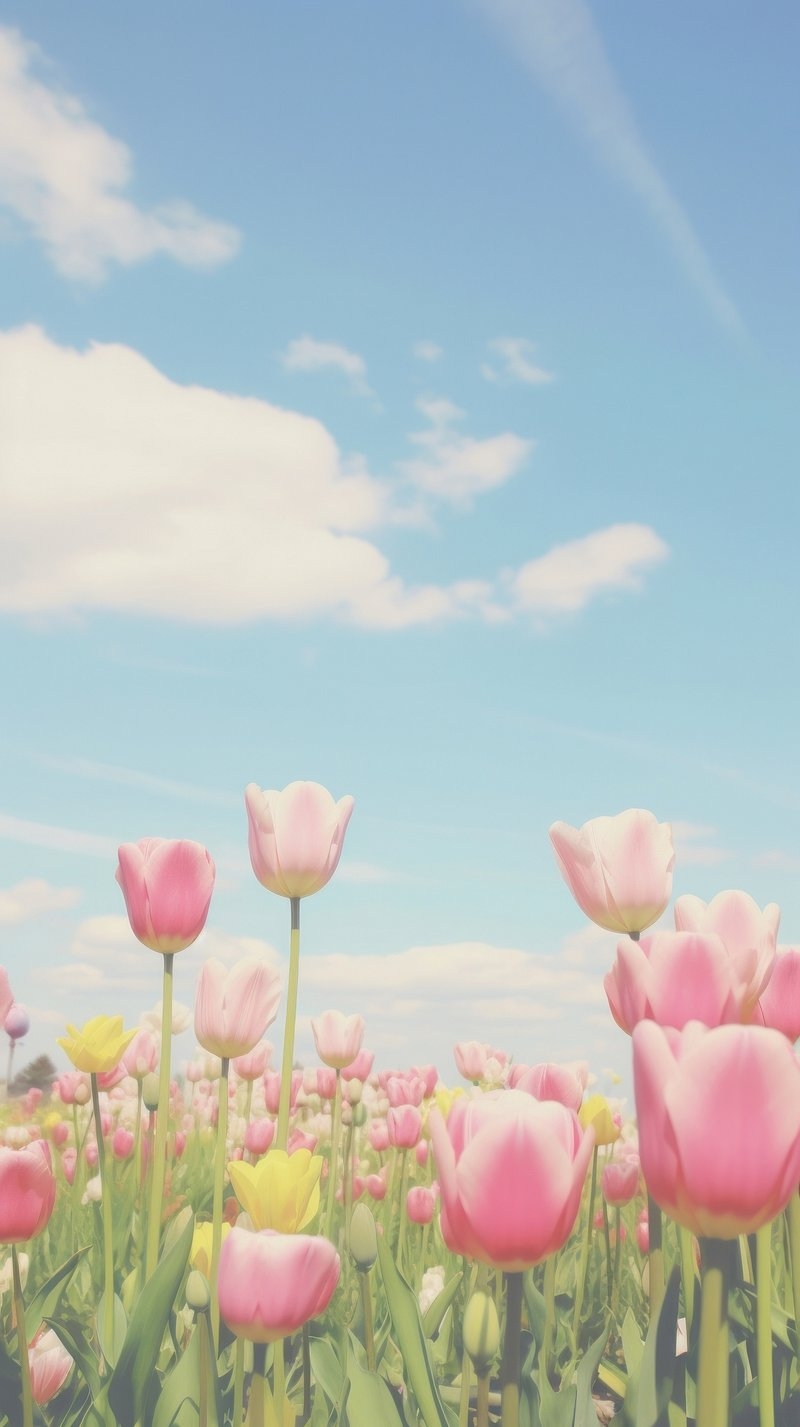 800x1430 iPhone Wallpaper Tulips Image. Free, Phone