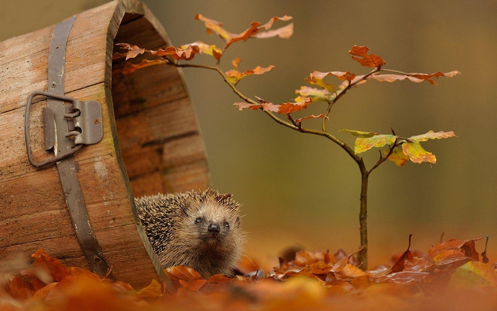 1920x1200 Hedgehog HD Wallpaper, Desktop