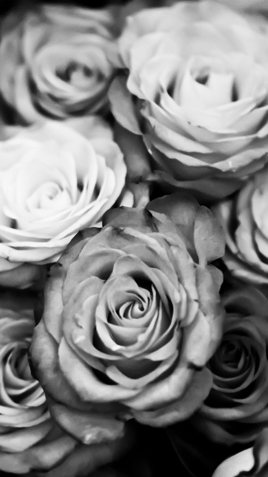 1080x1920 Free download Black And White iPhone Wallpaper HD iPhone Wallpaper [] for your Desktop, Mobile & Tablet. Explore Black And White Roses Wallpaper. White Flower Wallpaper, White Roses Wallpaper, Phone