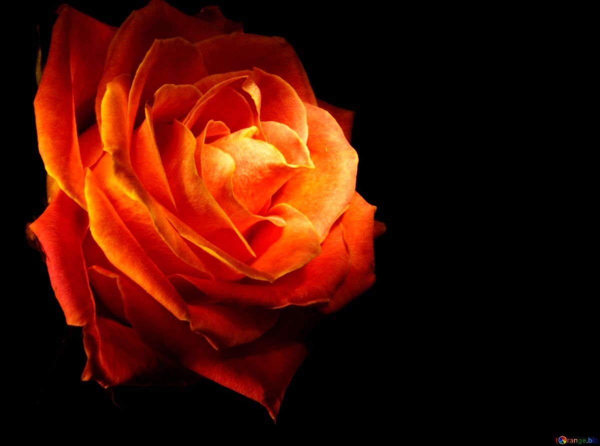 1200x900 Rose Wallpaper With Fire, Desktop