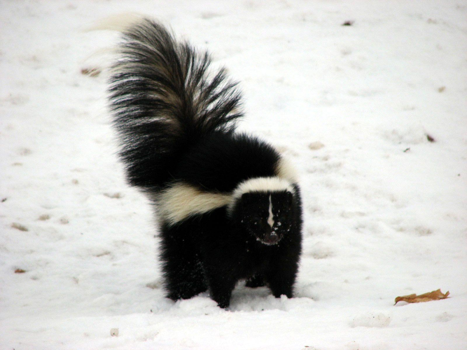 1600x1200 Striped Skunk HD Wallpaper Wallpaper Inn, Desktop